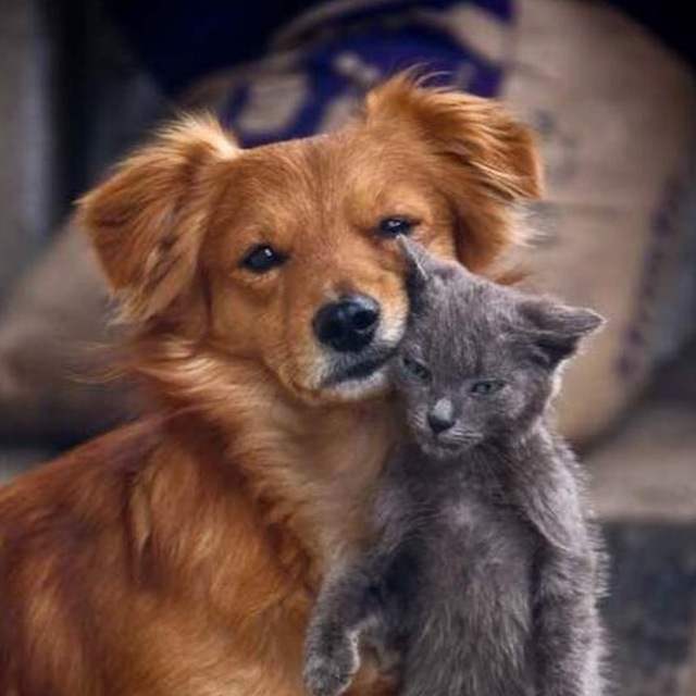 Angrysmile animals