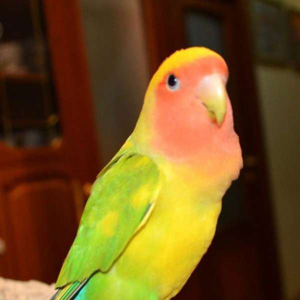 My Rosy-faced lovebirds