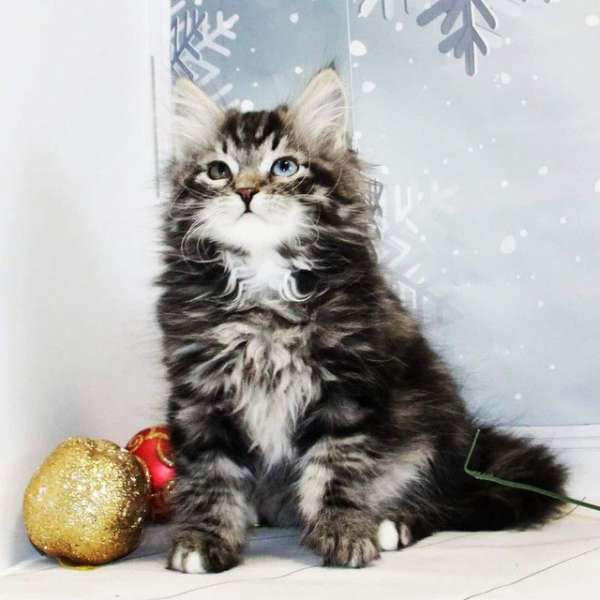 Siberian cattery Great Joy