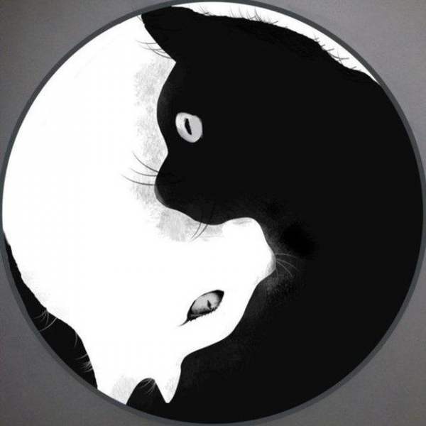 Телеграм Группа (Чат) - Общение знакомства Black Cat чат