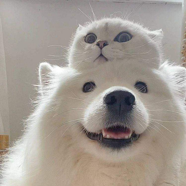 Котик