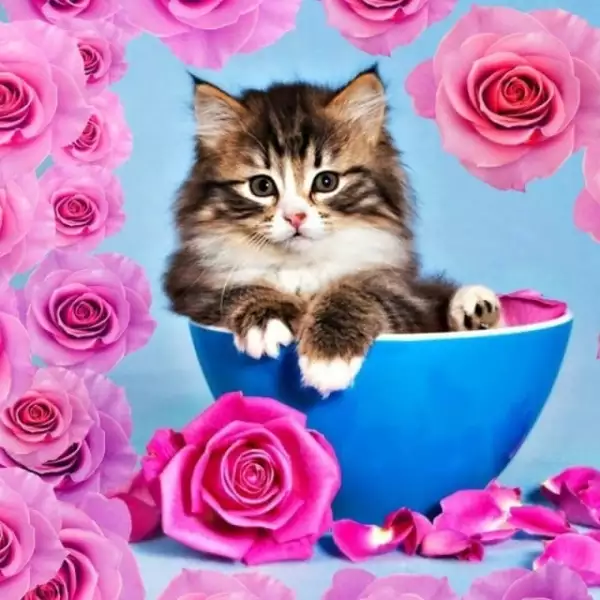 💞🌷🔥 ОТКРЫТКИ НА КАЖДЫЙ ДЕНЬ! 😘🦋🍒
