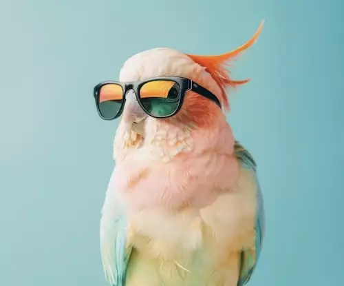 Попугай 🦜